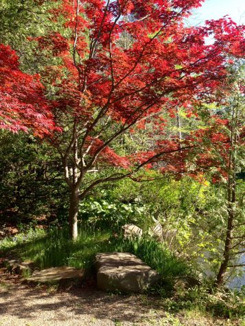Red Tree, Japanese Garden, Cranbrook