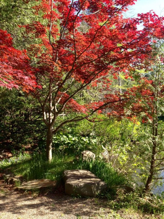 Red Tree, Japanese Garden, Cranbrook