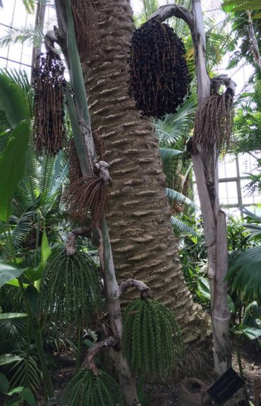Unusual Palm Tree