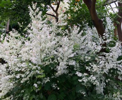 Beautiful White Plant